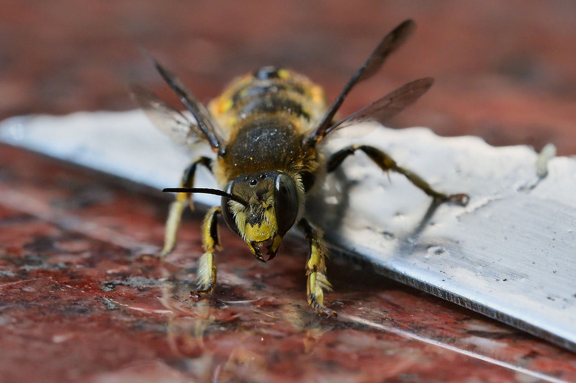 Anthidium manicatum at home Anthidium manicatum,European wool carder bee,Geotagged,Germany,Summer