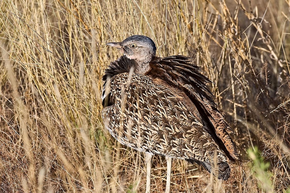 Red-crested Korhaan in Namibia, at the ground Geotagged,Lophotis ruficrista,Namibia,Red-crested korhaan,Spring