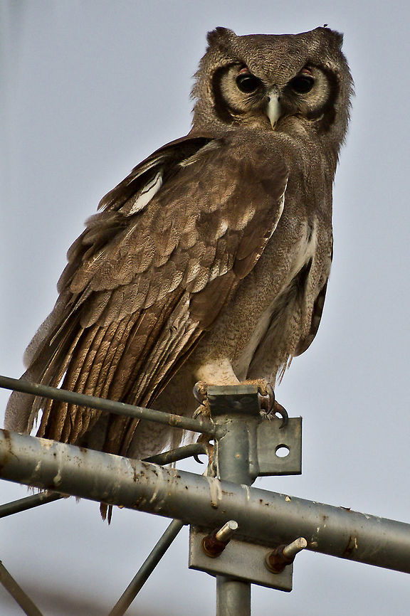Verreaux's Eagle Owl seen the night before in the headlights close to the entrance. Luckily again in the early morning at a transmission mast. Bubo lacteus,Geotagged,Namibia,Spring,Verreaux's eagle-owl