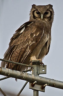 Verreaux's Eagle Owl seen the night before in the headlights close to the entrance. Luckily again in the early morning at a transmission mast. Bubo lacteus,Geotagged,Namibia,Spring,Verreaux's eagle-owl