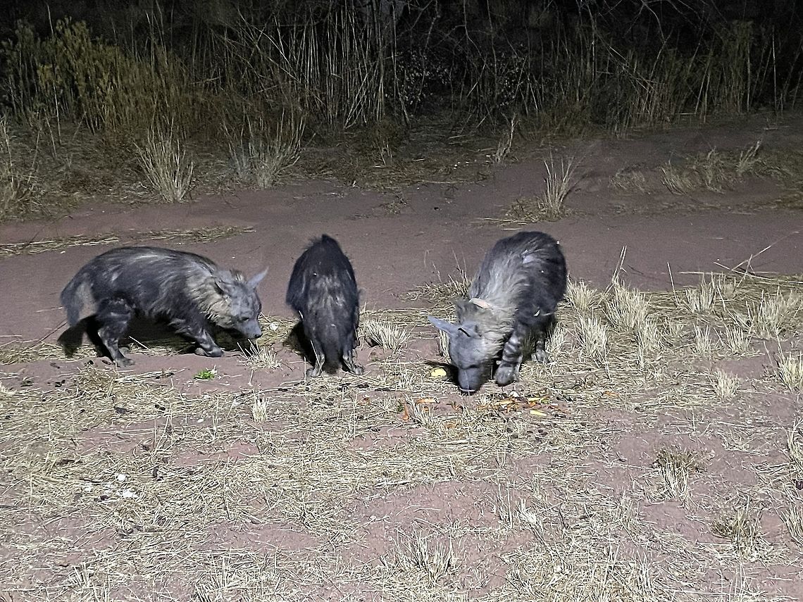 Brown Hyenas form a night hide in Okonjima Brown hyena,Geotagged,Namibia,Okonjima,Parahyaena brunnea,night hide