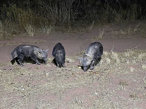Brown Hyenas form a night hide in Okonjima Brown hyena,Geotagged,Namibia,Okonjima,Parahyaena brunnea,night hide