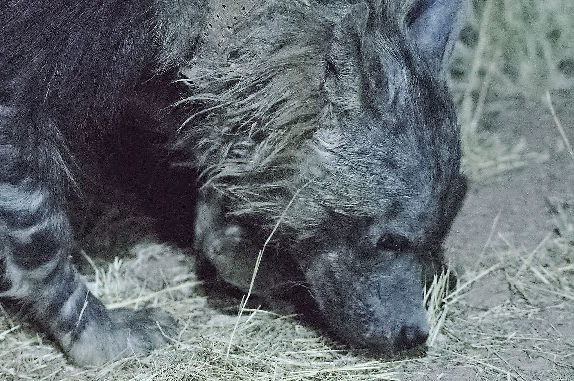 Brown Hyena Detail Brown hyena,Geotagged,Namibia,Okonjima,Parahyaena brunnea,Spring,night hide