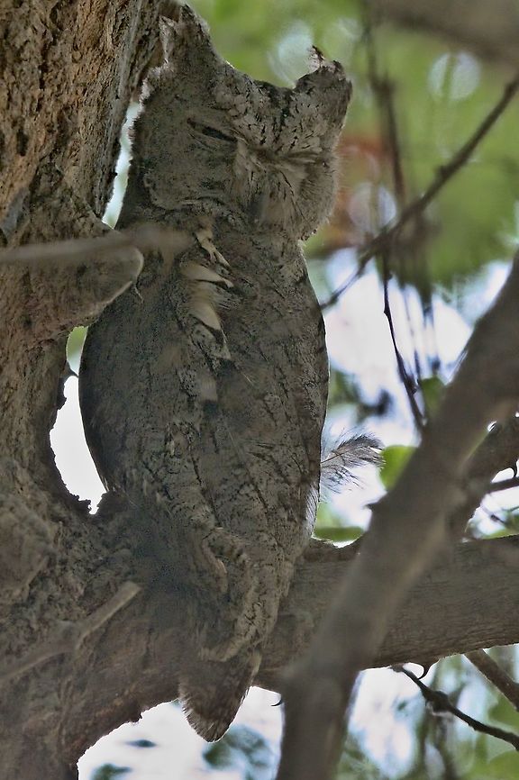 African Scops Owl detected by our guide Christoph at its roosting place Geotagged,Namibia,Otus senegalensis,Spring,african scops owl