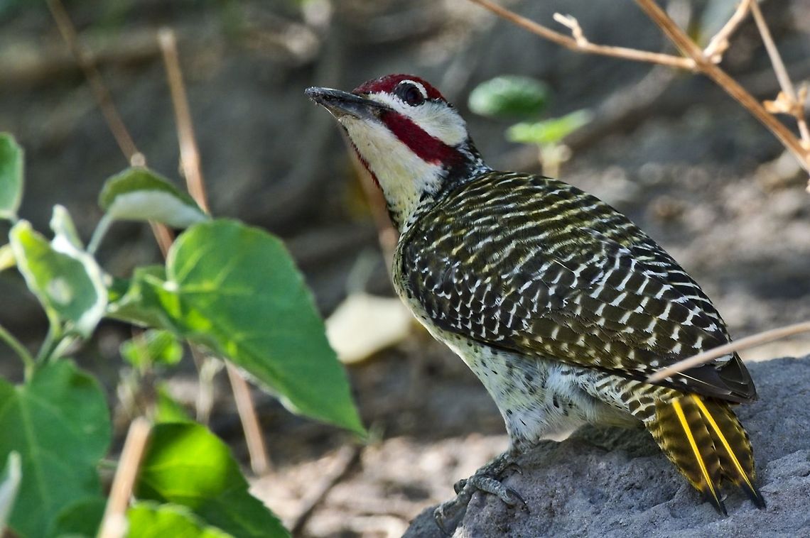Bennett's Woodpecker on the ground searching for insects Campethera bennettii,Geotagged,Namibia,Spring,bennett's woodpecker
