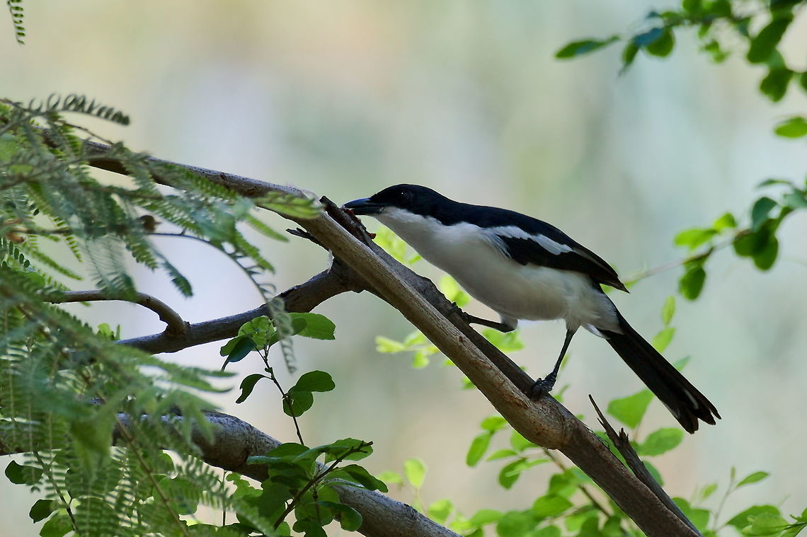 Tropical Boubou  Geotagged,Laniarius major,Namibia,Spring,Tropical boubou