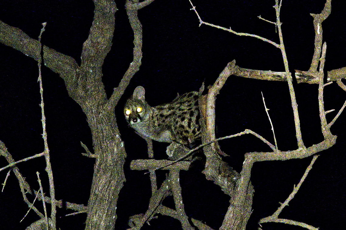 Blotched Genet during night drive in a tree, in spotlight Cape genet,Genetta tigrina,Geotagged,Namibia,Spring