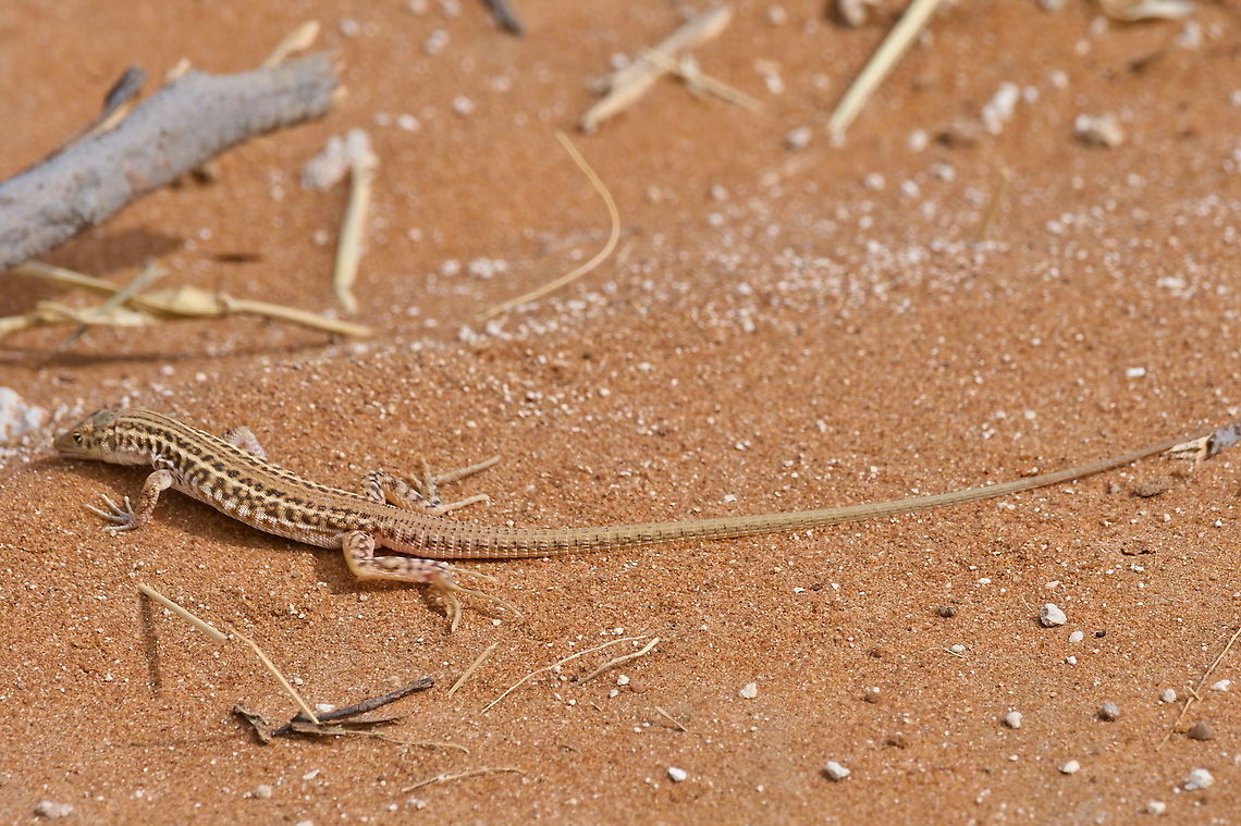 Namaqua Sand Lizard seen in Etosha NP Geotagged,Namaqua Sand Lizard,Namibia,Pedioplanis namaquensis,Spring