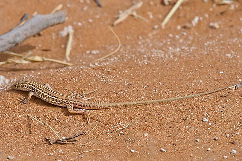 Namaqua Sand Lizard