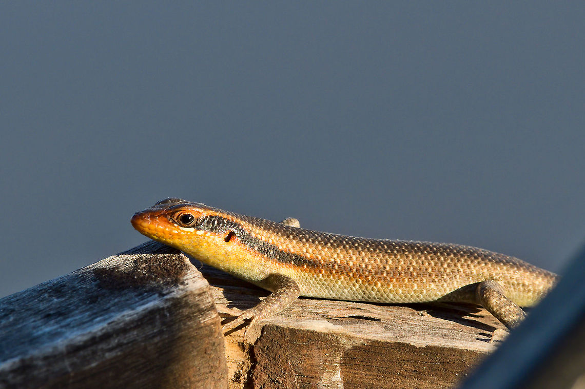Trachylepis (striata) wahlbergi Wahlberg&#039;s striped skink at Hakusembe River Lodge Geotagged,Hakusembe River Lodge,Namibia,Spring,Trachylepis wahlbergii,Wahlberg's striped skink