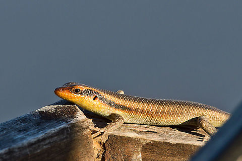 Wahlberg's Striped Skink