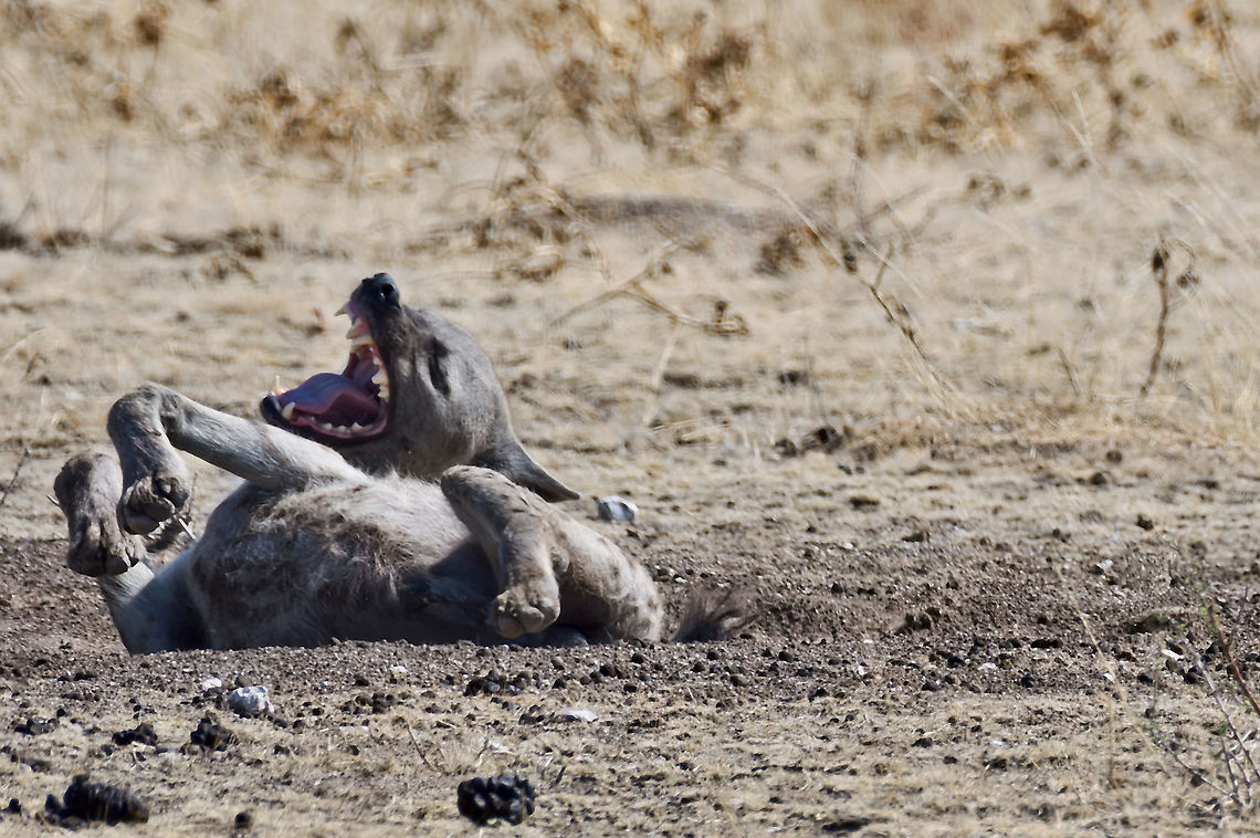 ROFL someone must have told a joke...<br />
At least this spotted Hyena is rolling on the ground ;) Crocuta crocuta,Geotagged,Namibia,Spotted Hyena,Spring