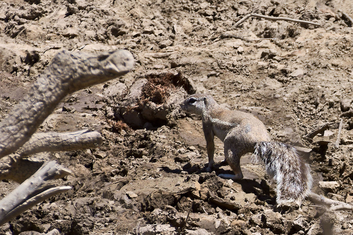 Striped Ground Squirrel this time in Namibia Geotagged,Namibia,Spring,Striped ground squirrel,Xerus erythropus