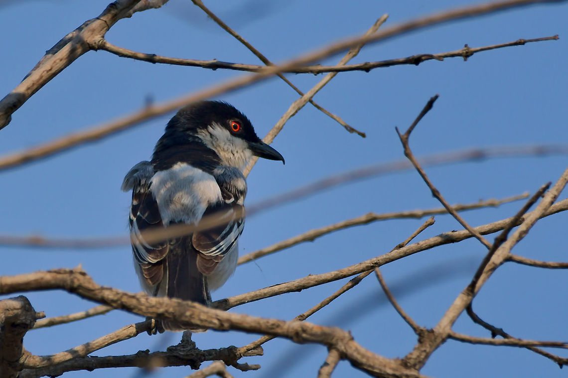 Black-backed Puffback  Black-backed Puffback,Dryoscopus cubla,Geotagged,Namibia,Spring
