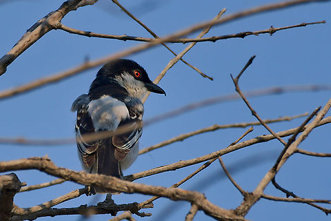 Black-backed Puffback  Black-backed Puffback,Dryoscopus cubla,Geotagged,Namibia,Spring