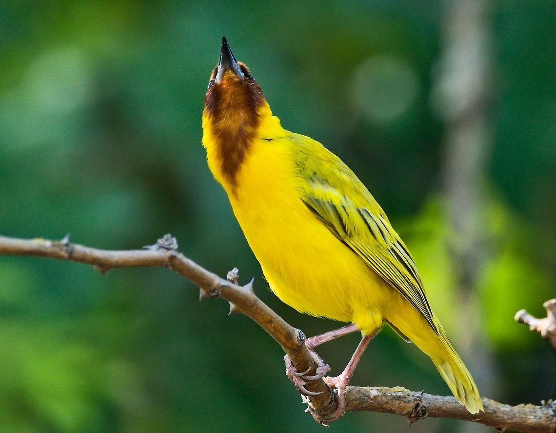 Southern Brown-throated Weaver  Geotagged,Namibia,Ploceus xanthopterus,Southern brown-throated weaver,Spring
