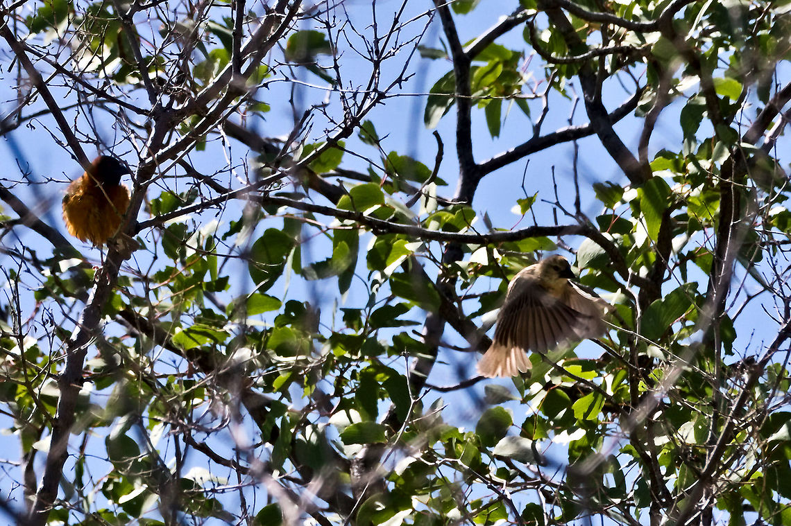 Chestnut Weaver in a bush, male remaining, female seeks the wide ... Chestnut Weaver,Fall,Geotagged,Namibia,Ploceus rubiginosus