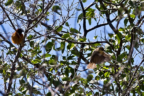 Chestnut Weaver in a bush, male remaining, female seeks the wide ... Chestnut Weaver,Fall,Geotagged,Namibia,Ploceus rubiginosus
