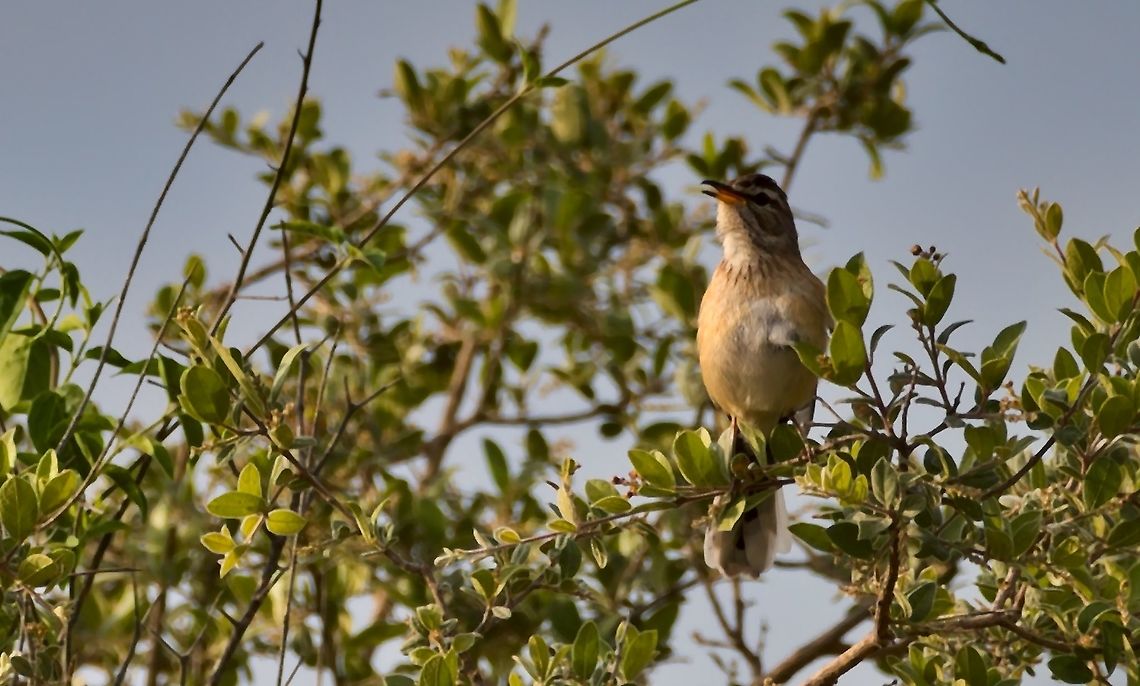 White-browed Scrub Robin singing in the morning Cercotrichas leucophrys,Geotagged,Namibia,Spring,White-browed scrub robin