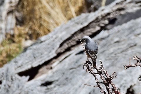 Short-toed Rock-Thrush male, perfectly camouflaged Geotagged,Monticola brevipes,Namibia,Short-toed rock thrush,Spring