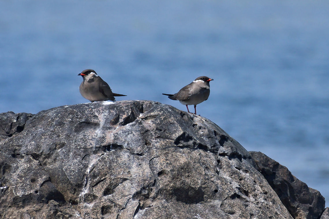 Rock Pratincole couple &quot;on the rocks&quot; Geotagged,Glareola nuchalis,Namibia,Spring,rock pratincole
