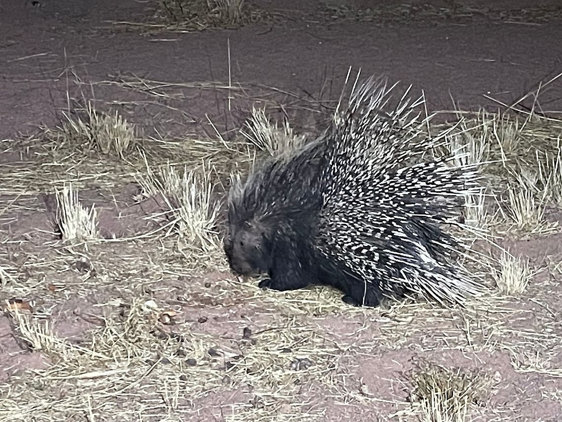 Cape Porcupine in the wild, seen from a night hide Cape porcupine,Geotagged,Hystrix africaeaustralis,Namibia