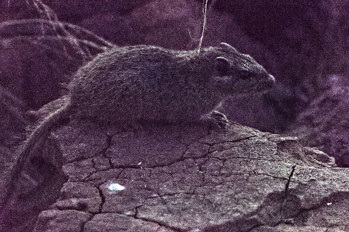 Dassie Rat already in deep twilight Dassie rat,Geotagged,Namibia,Petromus typicus,Spring