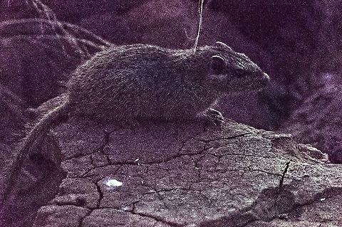 Dassie Rat already in deep twilight Dassie rat,Geotagged,Namibia,Petromus typicus,Spring