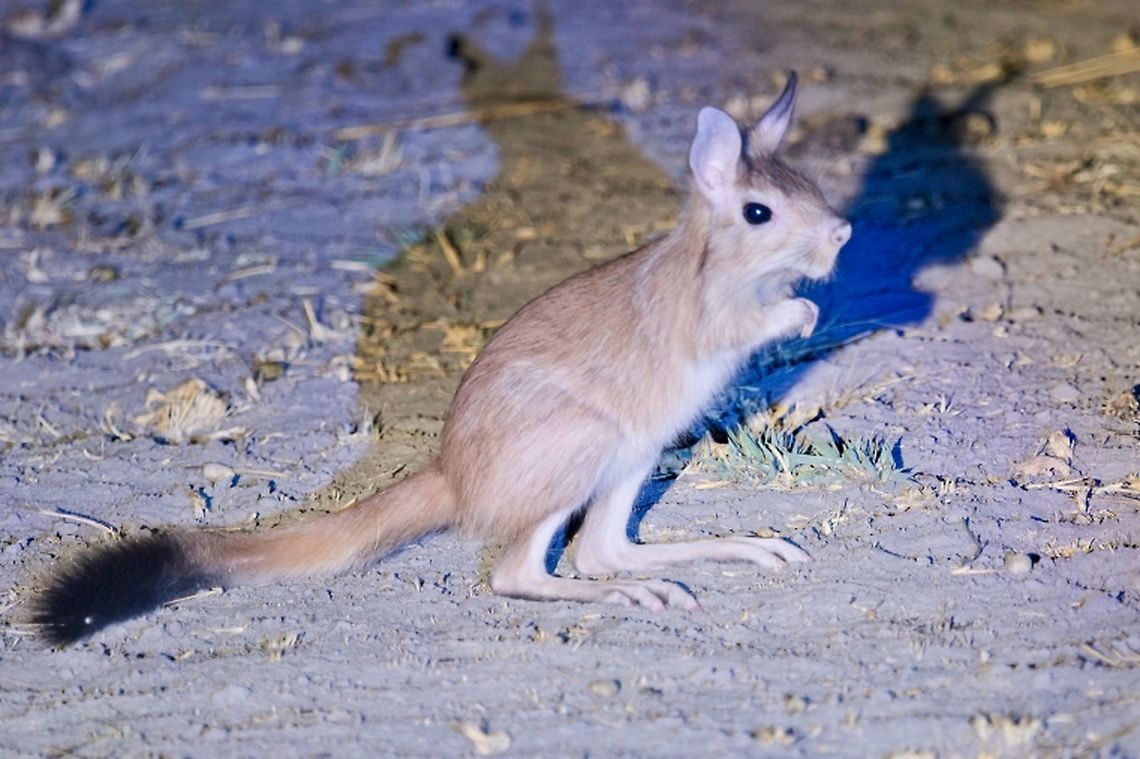 Springhare during night drive Geotagged,Namibia,Pedetes capensis,South African springhare,Spring