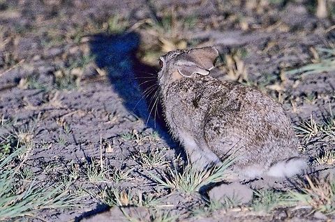 Scrub Hare during night drive Geotagged,Lepus saxatilis,Namibia,Spring,scrub hare