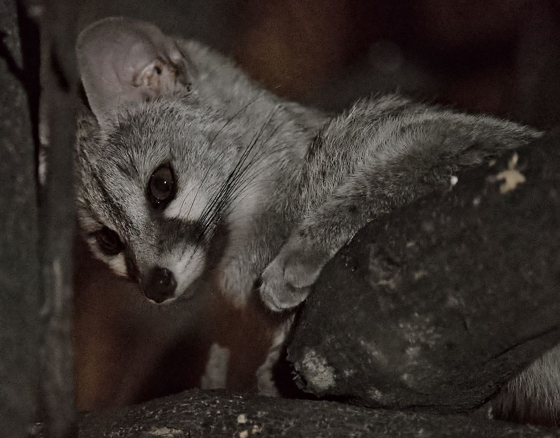 Common Genet in the twilight at Okaukuejo's waterhole Common genet,Genetta genetta,Geotagged,Namibia,Spring
