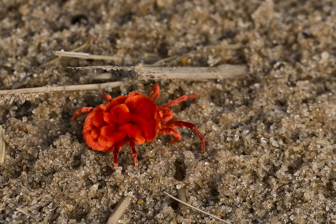 Red Velvet Mite Trombidium sp., at the Zambezi Geotagged,Namibia,Spring