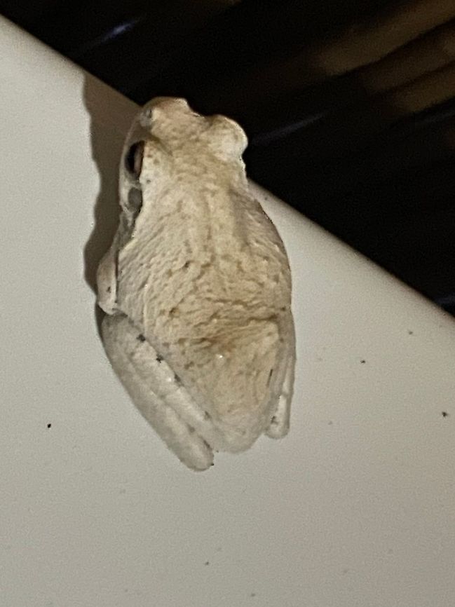 Grey foam-nest tree frog Chiromantis xerampelina Chiromantis xerampelina,Geotagged,Grey foam-nest tree frog,Namibia