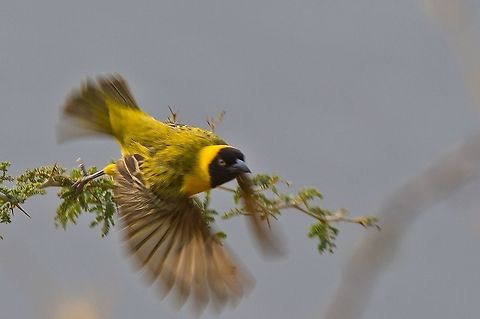 Lesser Masked-Weaver male, flying, with full black mask extending to centre of crown Geotagged,Lesser Masked Weaver,Namibia,Ploceus intermedius,Spring