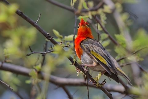 Red-headed Weaver male Anaplectes rubriceps,Geotagged,Namibia,Red-headed weaver,Spring