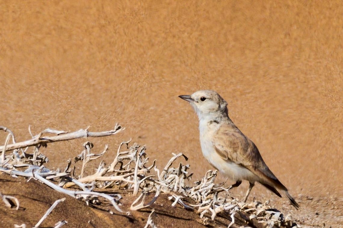 Grays Lark in the dunes Ammomanes grayi,Fall,Geotagged,Gray's lark,Namibia