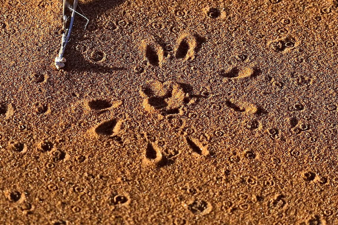 White Lady Dancing Spider, traces in addition to the superb photographies shown here in the jungle, just the traces left by this creature Carparachne aureoflava,Geotagged,Namibia,Summer,Wheel spider,traces
