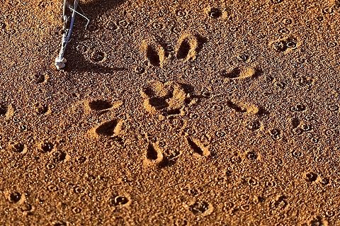 White Lady Dancing Spider, traces in addition to the superb photographies shown here in the jungle, just the traces left by this creature Carparachne aureoflava,Geotagged,Namibia,Summer,Wheel spider,traces