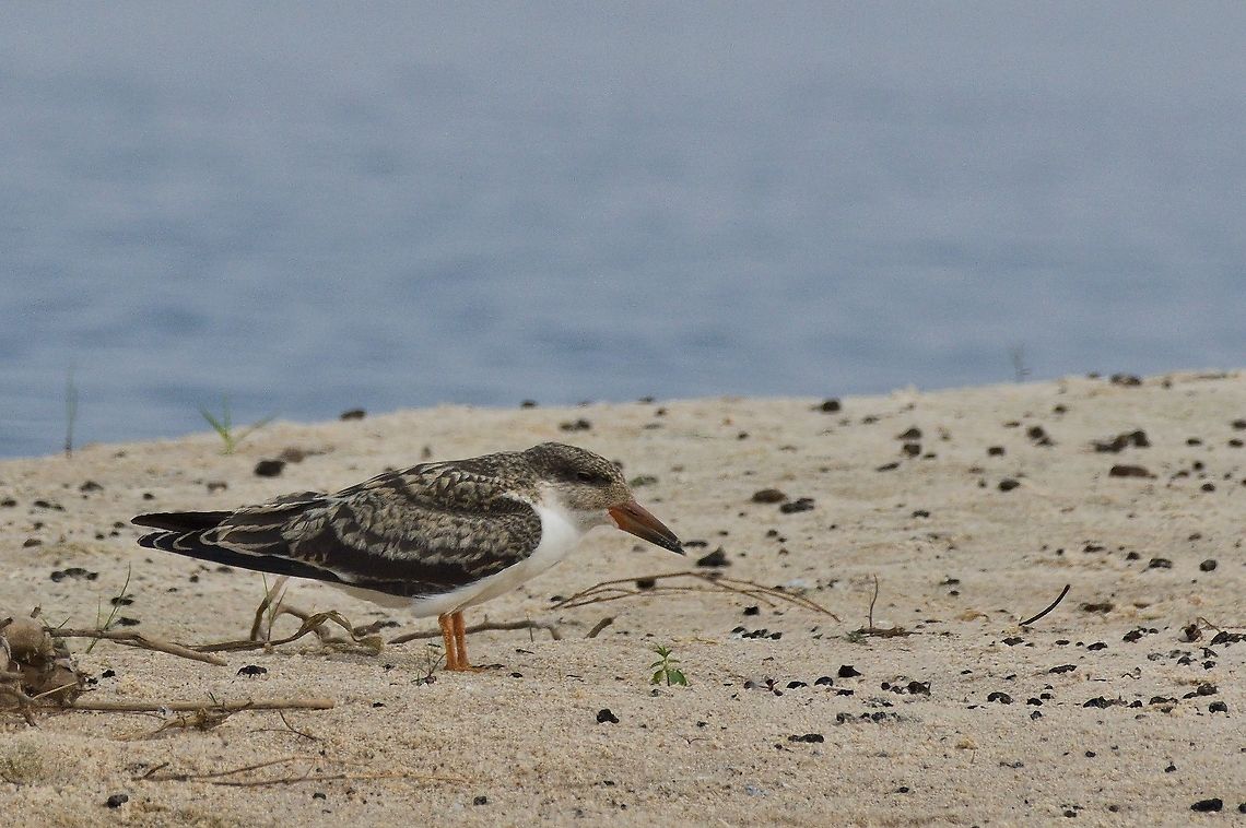 African Skimmer, juvenile seen in Caprivi Stripe African skimmer,Caprivi,Geotagged,Namibia,Rynchops flavirostris,Spring,Zambia