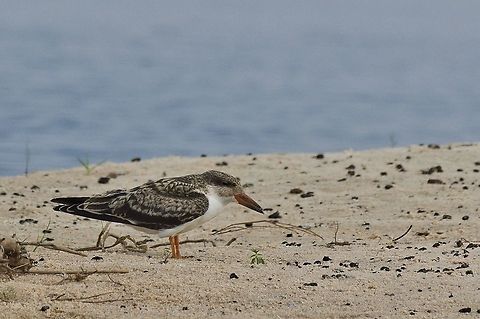 African Skimmer, juvenile seen in Caprivi Stripe African skimmer,Caprivi,Geotagged,Namibia,Rynchops flavirostris,Spring,Zambia