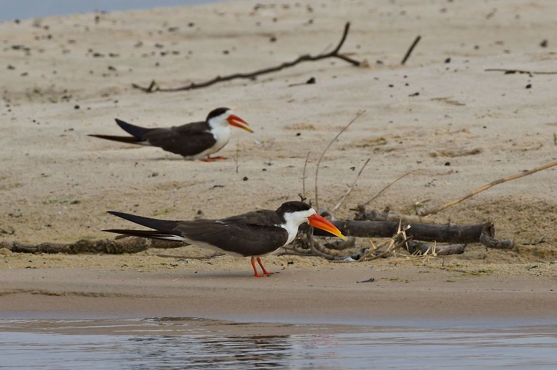 African Skimmer two adults in Caprivi Stripe African skimmer,Caprivi,Geotagged,Namibia,Rynchops flavirostris,Spring,Zambia