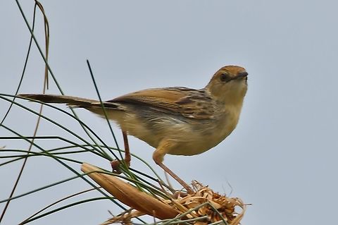 Chirping cisticola
