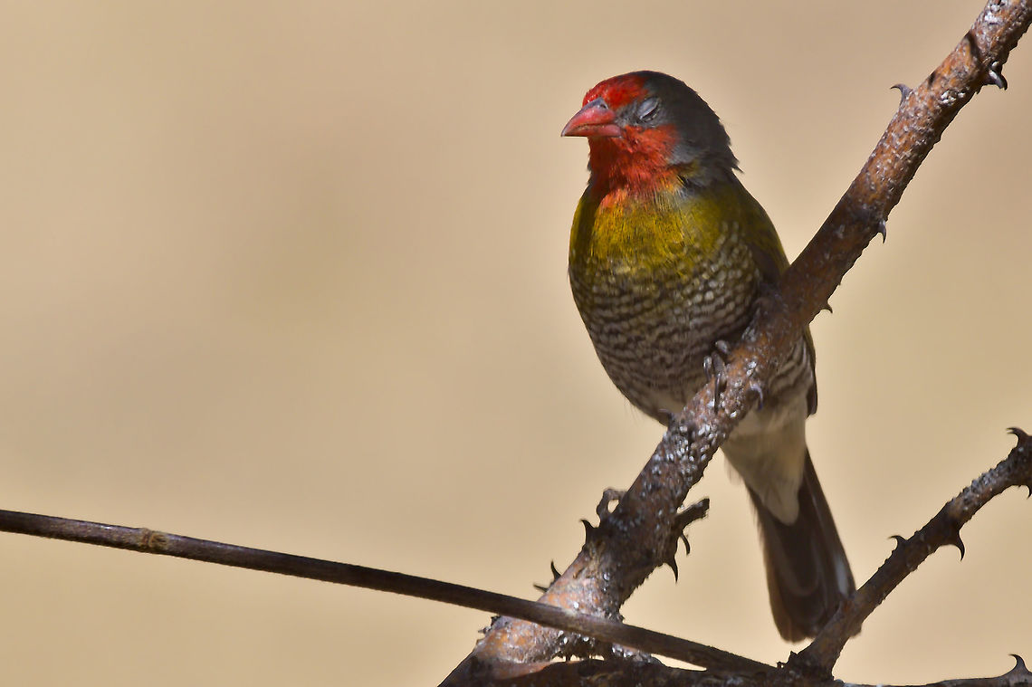 Green-winged Pytilia twinkling  Fall,Geotagged,Green-winged pytilia,Namibia,Pytilia melba,Spring