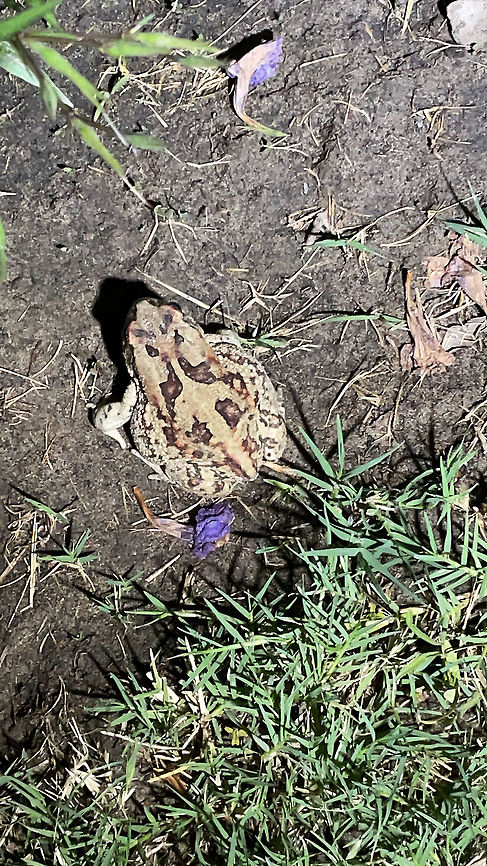 Guttural toad Sclerophrys gutturalis Geotagged,Guttural toad,Namibia,Sclerophrys gutturalis