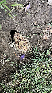 Guttural toad Sclerophrys gutturalis Geotagged,Guttural toad,Namibia,Sclerophrys gutturalis