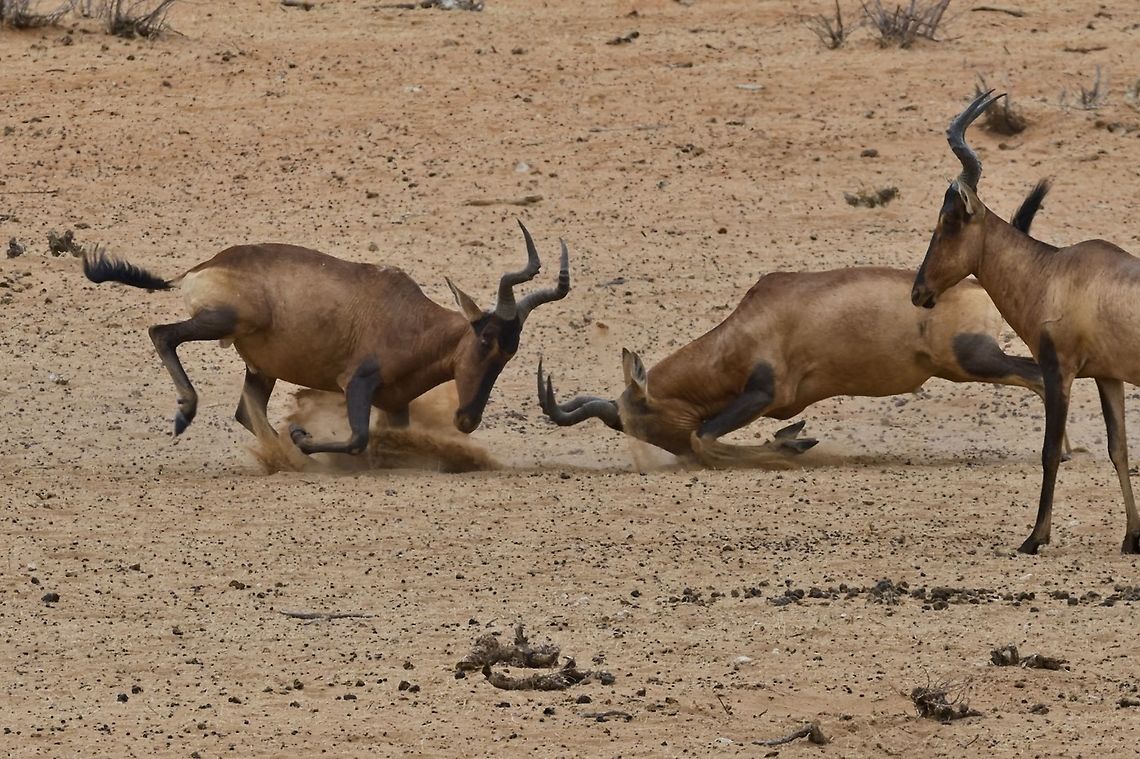 Red Hartebeest, dispute Young males showing off Alcelaphus buselaphus caama,Geotagged,Namibia,Red hartebeest,Spring