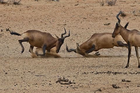 Red Hartebeest, dispute Young males showing off Alcelaphus buselaphus caama,Geotagged,Namibia,Red hartebeest,Spring
