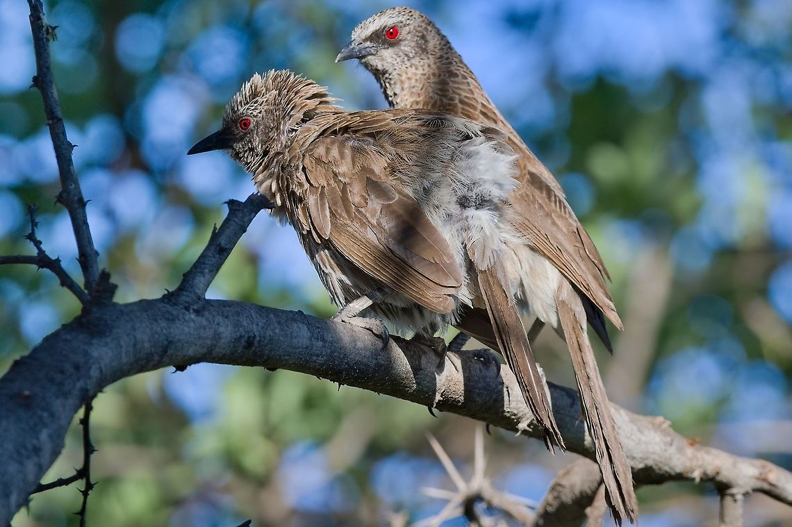 Hartlaub' Babbler there was only one in the Jungle, now here are two more ;) Geotagged,Hartlaub's babbler,Namibia,Spring,Turdoides hartlaubii