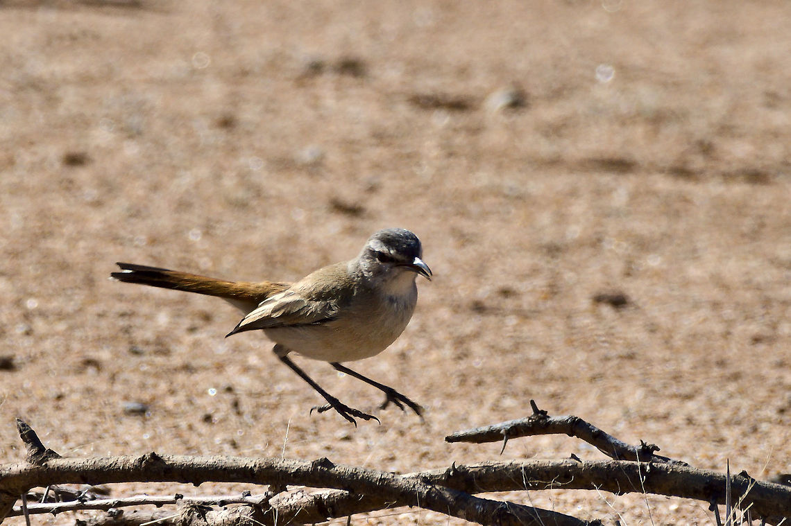Kalahari Scrub-Robin jumping in to keep the lonely one company in the Jungle Cercotrichas paena,Geotagged,Kalahari scrub robin,Namibia,Spring