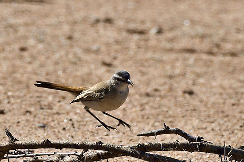 Kalahari Scrub-Robin jumping in to keep the lonely one company in the Jungle Cercotrichas paena,Geotagged,Kalahari scrub robin,Namibia,Spring